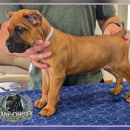 Benelli - Red female Cane Corso puppy in Warren, Ohio from Northeast Ohio Cane Corso