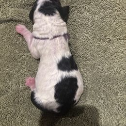 Bernedoodle and Poodle Puppies from Brossier Bernedoodles