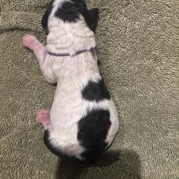 Bernedoodle and Poodle Puppies from Brossier Bernedoodles