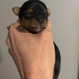 Girl 3 - Blue and gold female Yorkshire Terrier puppy in Hot Springs, Arkansas from Weslynn Kennels