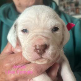 Jenga - White and liver brown female Dalmatian puppy in New Jersey from Prestige Dalmatians