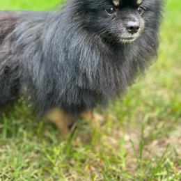 Pomeranian puppies from Gigi’s Pocket Poms