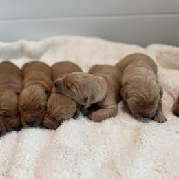 Golden Retriever puppies from Beach Cities Golden Retrievers