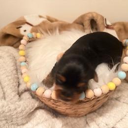 Yorkshire Terrier Puppies from Nina Esmaeili
