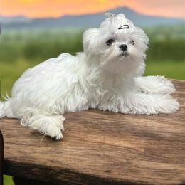 Korean Bronson - White male Maltese puppy in Mooresville, North Carolina from Clearview Canines