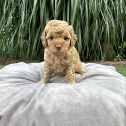 Rachel - Golden female Cockapoo puppy in Bristow, Oklahoma from 10-Acre Woods Cockapoos