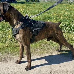 Atlas - Boxer