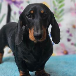 Yeti - Dachshund