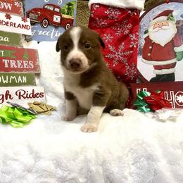 Border Collie and Jack Russell Terrier Puppies from CP FARMS BORDER COLLIES N JACKS CORP