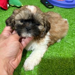 Cody - Black gold and white male Shih Tzu puppy in Bourne, Massachusetts from Shih Tzu Pups