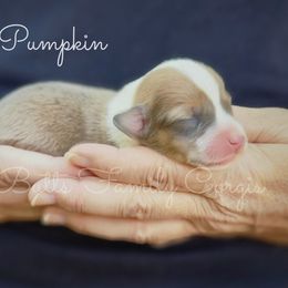 Pumpkin - Sable and white female American Corgi puppy in Cameron, North Carolina from Butts Family Corgis