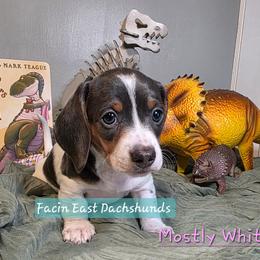 Mostly White - AKC - Fawn (isabella) and tan female Dachshund puppy in Selma, North Carolina from Facin East Dachshunds