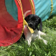 Pointer Puppies from Blackthorne Pointers