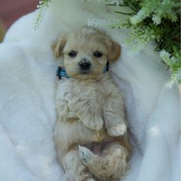 Mai tai - Champagne male Maltipoo puppy in Deming, Washington from Heavenly Puppies to Love