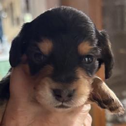 Boy 2 - Black and cream male Dachshund puppy in Franklin, Georgia from Lakeside Kennels of Franklin