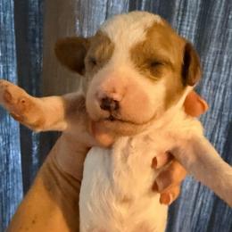 Girl 2 - Cream female Goldendoodle puppy in Bradenton, Florida from Christianna’s Mini Goldendoodles