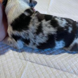 Miniature Australian Shepherd Puppies from Kusch Farm Mini Aussies