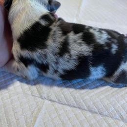 Miniature Australian Shepherd Puppies from Kusch Farm Mini Aussies