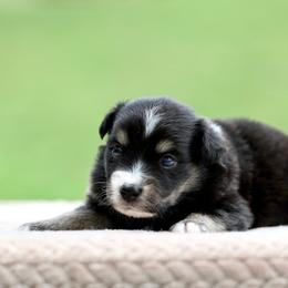 Kona - Black tri male Miniature Australian Shepherd puppy in Prague, Oklahoma from Clay Creek Aussies