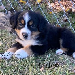 Barley - Black tri male Miniature Australian Shepherd puppy in Huntington, Texas from 4J Aussies