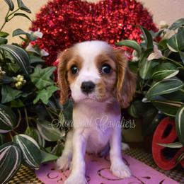 Snowflake - Blenheim female Cavalier King Charles Spaniel puppy in Kermit, West Virginia from Stonecoal Cavaliers