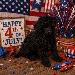 MP AKC Toy Blue - Sable male Poodle puppy in Benson, North Carolina from A Bundle of Love