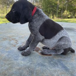 Puppy 7 - Liver and white German Shorthaired Pointer puppy in Pollok, Texas from Rockin’ Lazy 8