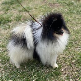 Bowie - Pomeranian