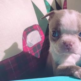 Boston Terriers from Ghislaine Rios's Boston Terriers