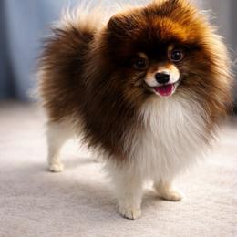 Sirius - Pomeranian