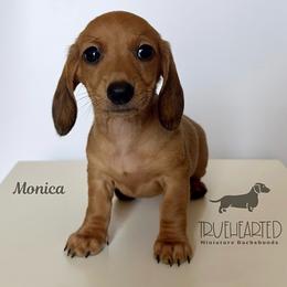 Monica - Red female Dachshund puppy in Royse City, Texas from Truehearted Miniature Dachshunds