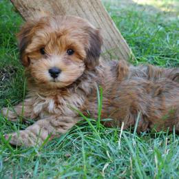 Red boy - Red male Havapoo puppy in Grants Pass, Oregon from Oregon Valley Doodles