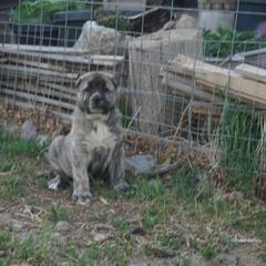 Boy 1 - Gray fawn Armenian Gampr puppy in Neenach, California from Mustang Ranch