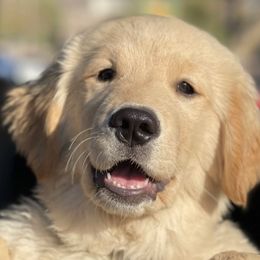 Golden Retrievers from Valley of the Sun Golden Retrievers