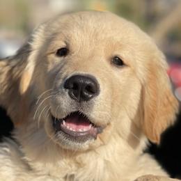 Golden Retrievers from Valley of the Sun Golden Retrievers
