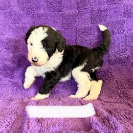 White - Black and white male Sheepadoodle puppy in Prairie Du Chien, Wisconsin from Hicklin Hollow Ranch