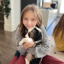 Aussiedoodle, Bernedoodle, Goldendoodle, and Poodle Puppies from Teddy Doodles & Standard Poodles