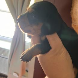 Black and Tan Boy - Black and tan male Dachshund puppy in Moundville, Missouri from Edgewood Acres Miniature Longhair Dachshunds