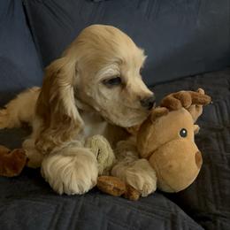 Princess Repanzul - Buff female Cocker Spaniel puppy in Moreno Valley, California from Joker Karr’s