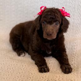 Wish - Brown female Poodle puppy in Lavonia, Georgia from Peach Blossom Kennels