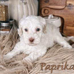 Paprika - Caramel female Australian Labradoodle puppy in Decatur, Alabama from Southern Meadows Doodles