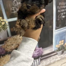 Tiny - Black and gold female Yorkshire Terrier puppy in Chicago, Illinois from Chicago Yorkies