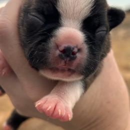 Bootsie black brindle girl1 - Black brindle and white female Boston Terrier puppy in Yakima, Washington from Barnett’s AKC Boston Terriers