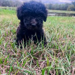 Boy 1 - Black male Sheepadoodle puppy in Sulphur Bluff, Texas from V6 Ranch Dogs