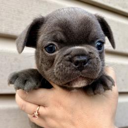 Josey (Drax) - Blue male French Bulldog puppy in Greenfield, Missouri from Hope Mountain French Bulldogs