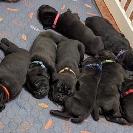 Cane Corso puppies from Regal Guardian Cane Corso