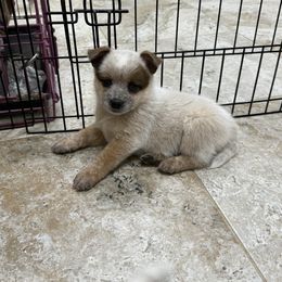 Motley - Red speckled female Australian Cattle Dog puppy in Pryor, Oklahoma from Branded Outlaw Cattle Dogs