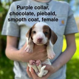 Purple collar - Piebald female Dachshund puppy in Johnson, Vermont from RBP Dachshunds