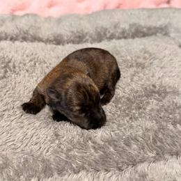 Red Black Brindle female - Red brindle female Scottish Terrier puppy in Puyallup, Washington from Rainier Scotties