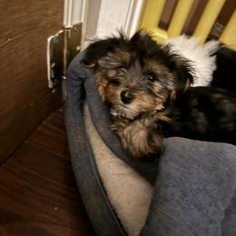 Yorkshire Terriers from Lizzy's 3 Beauties